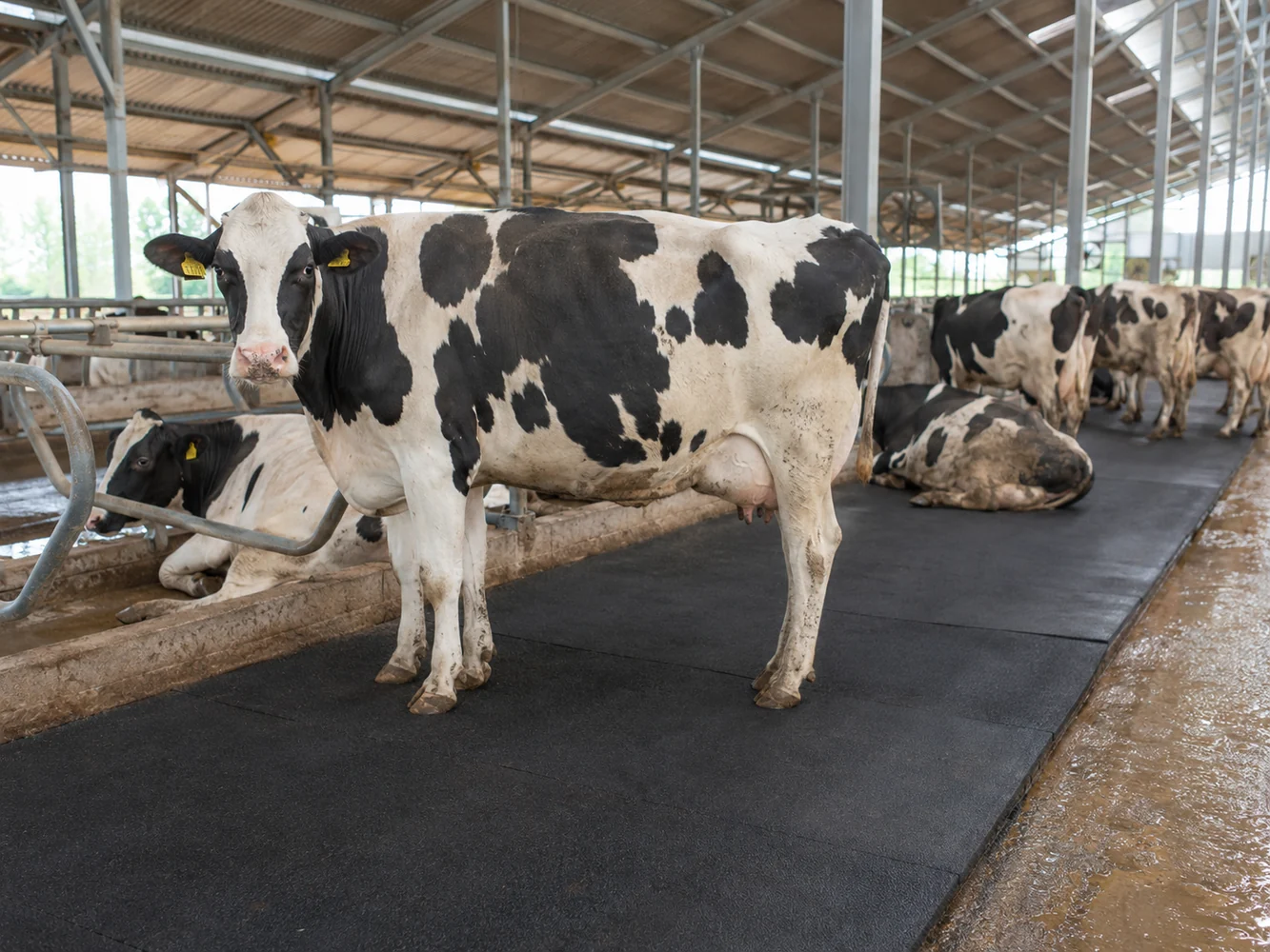 Dairy cattle on agricultural rubber mats